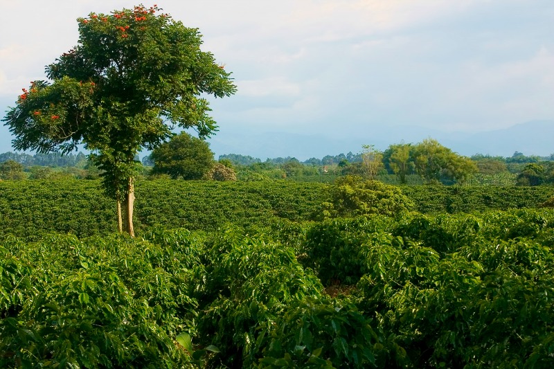 Places to visit in Colombia - Quindio