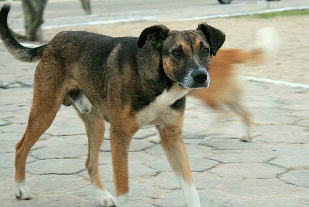 Street Dogs Colombia