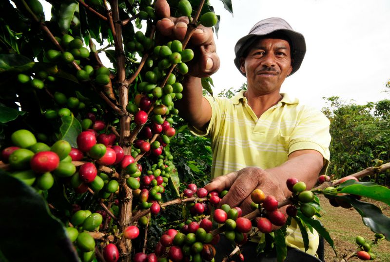 Colombian Coffee Triangle