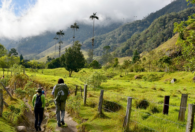 Cocora Valley