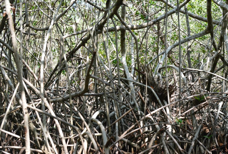 Cartagena Mangrove Tour