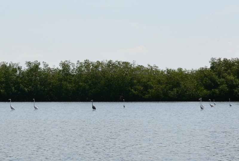 Cartagena Mangrove Tour