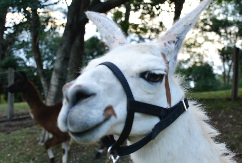 Llamas in Australia