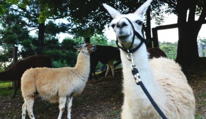 Dayboro Cottages and Llama Walks