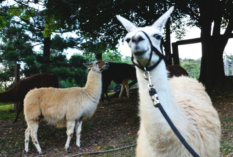 Dayboro Cottages and Llama Walks