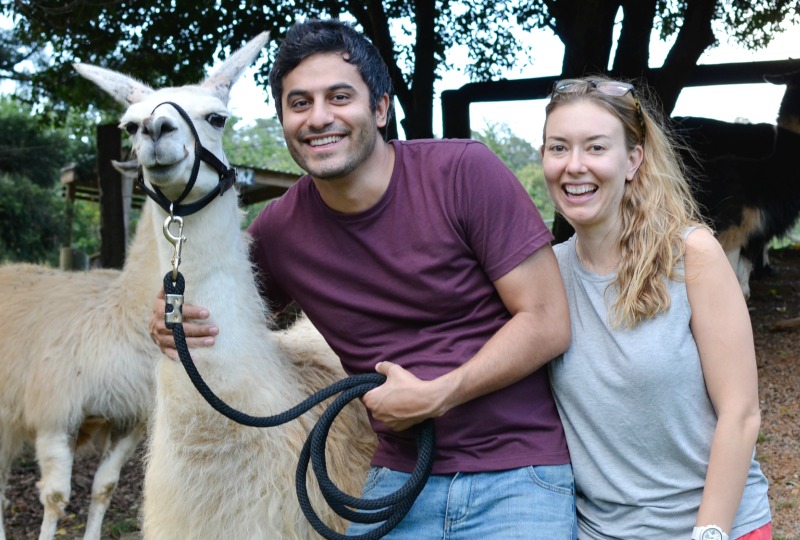 Llamas in Australia