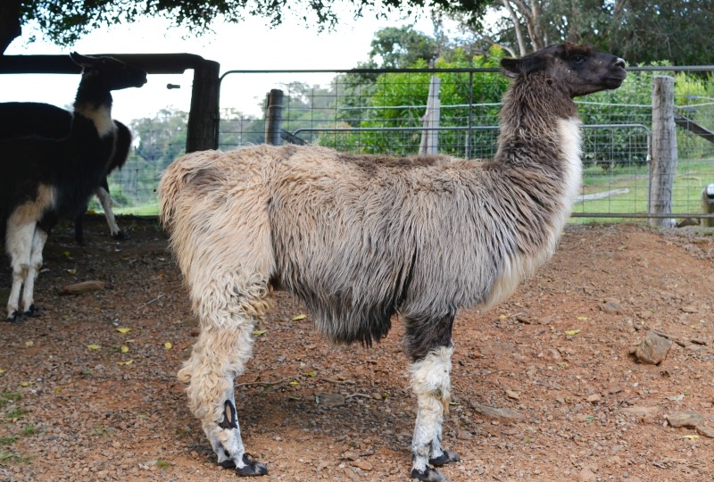 Llamas in Australia