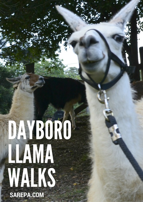 Dayboro Cottages and Llama Walks